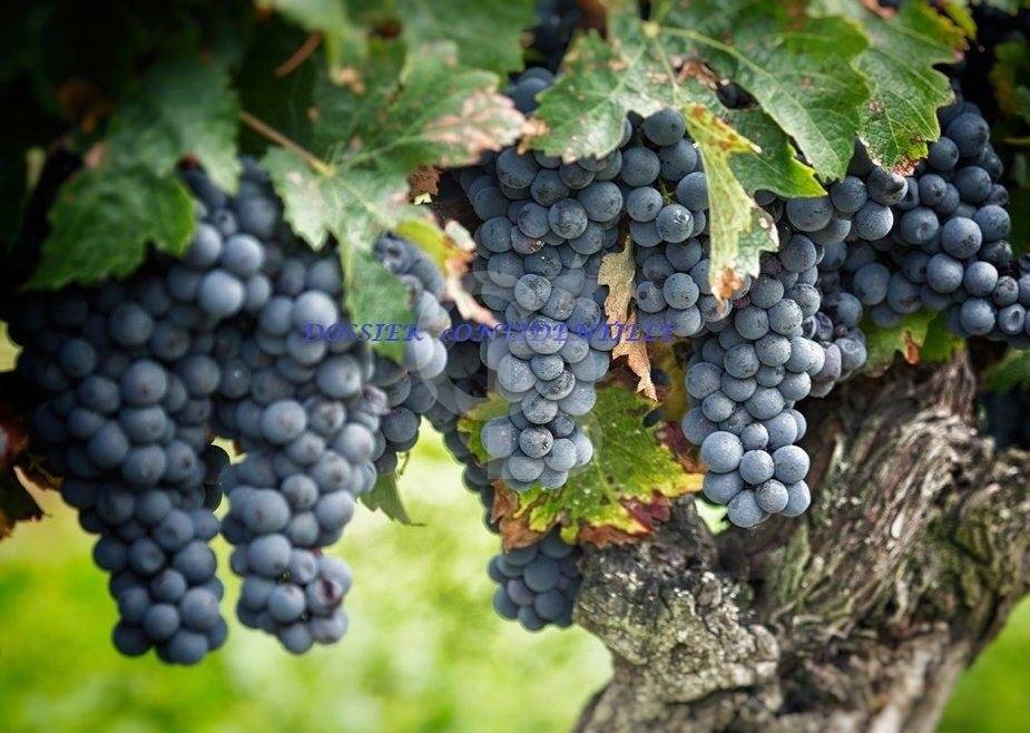 Exceptionnel domaine viticole du XVIIe siècle à vendre EN GIRONDE