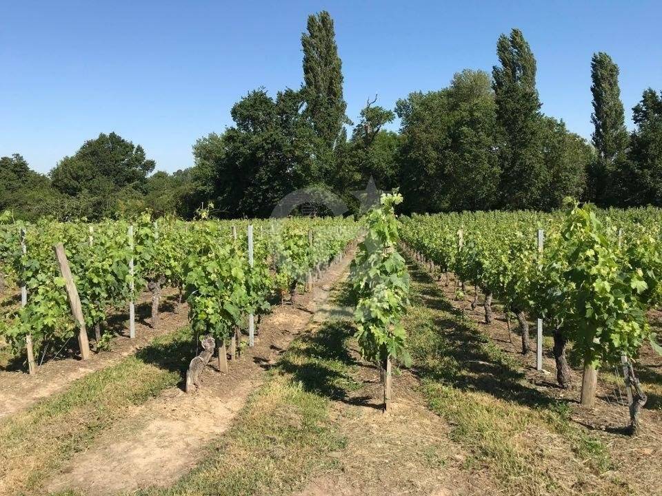 Acheter une Propriété viticole avec belle girondine à SAINT-ÉMILION