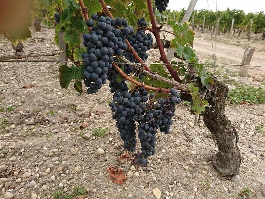 Achat parcelles de vignes MEDOC