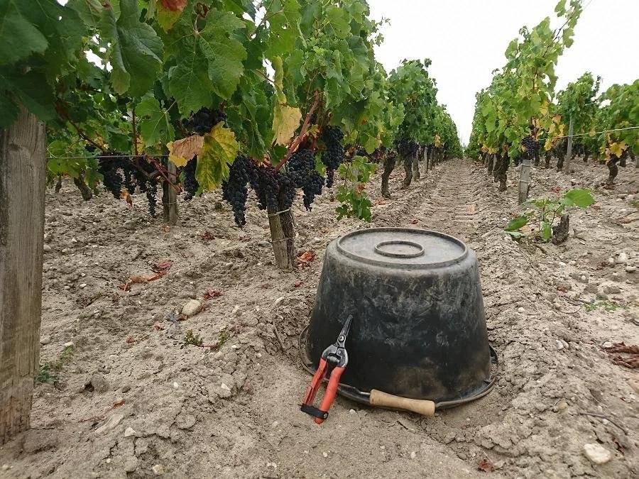 Vente parcelles de vignes MEDOC