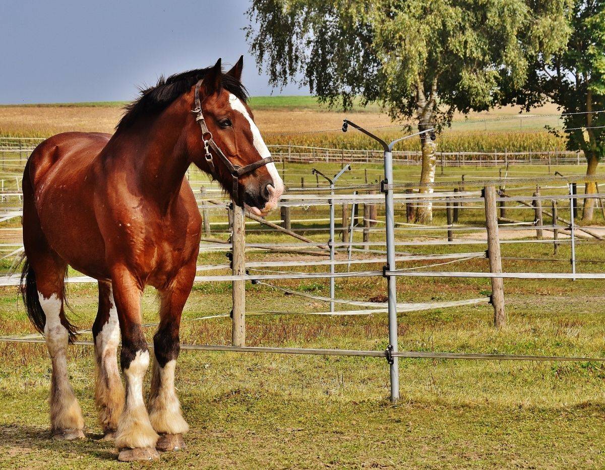 centre equestre vs haras