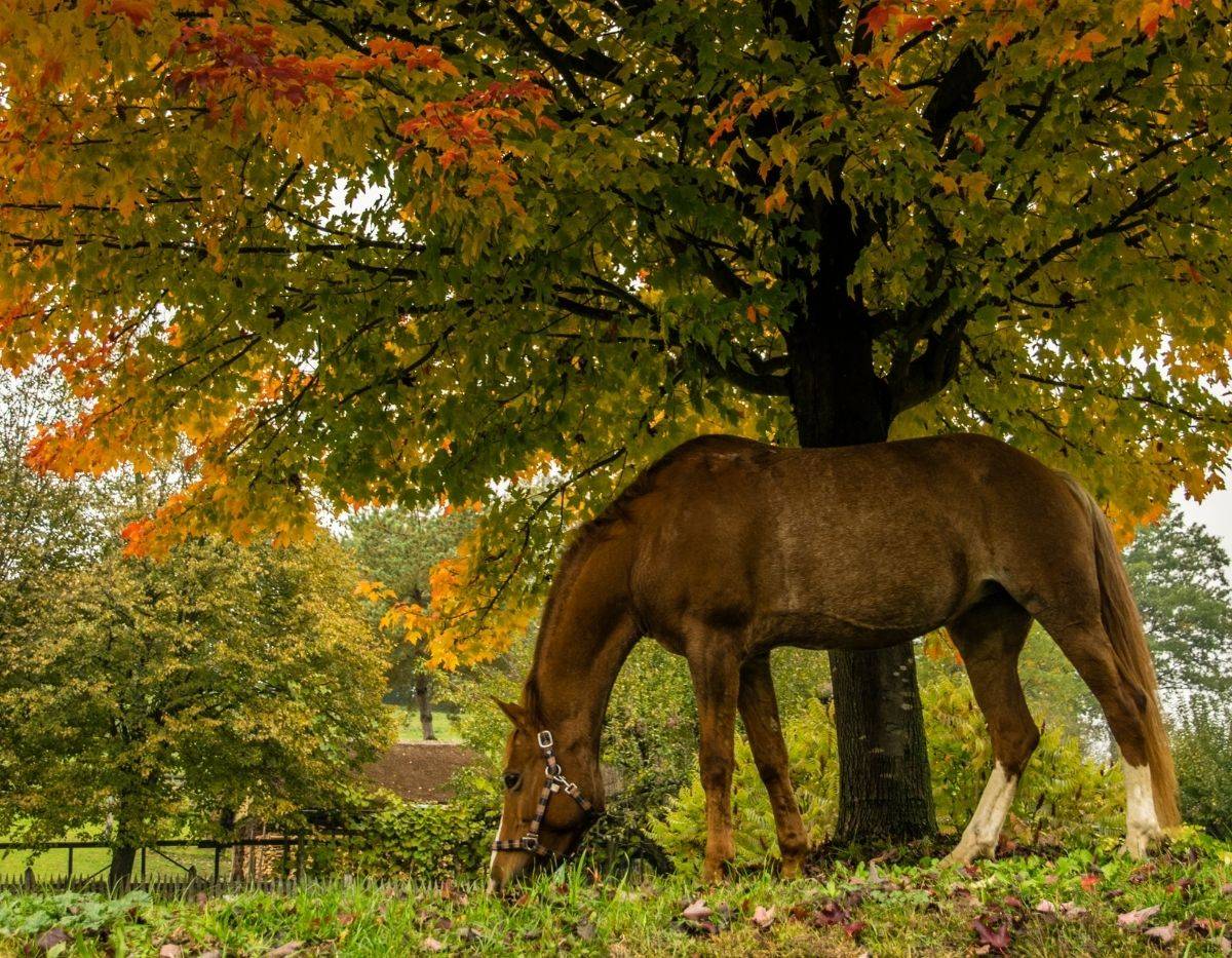 Quelle est la différence entre un centre équestre et un haras  ?
