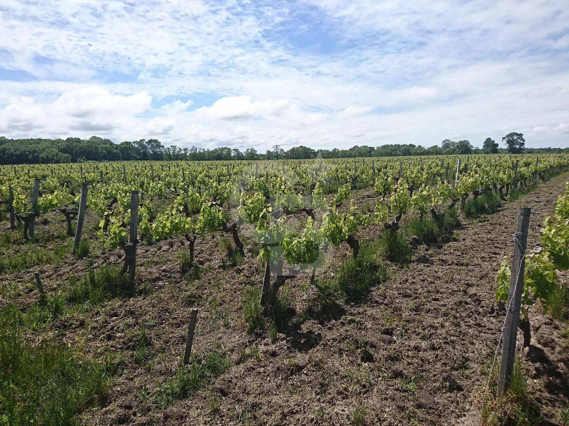 Parcelles de vignes - Saint-Christoly-Médoc