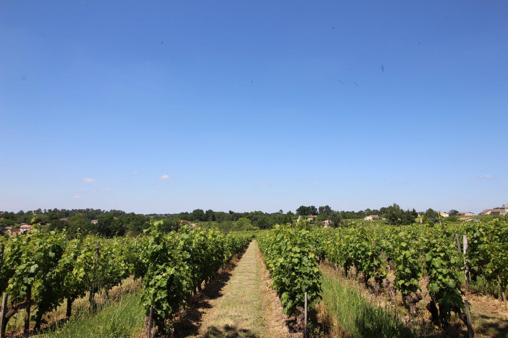 propriété viticole composée de 2 maisons en blayais a vendre saint ciers de canesse