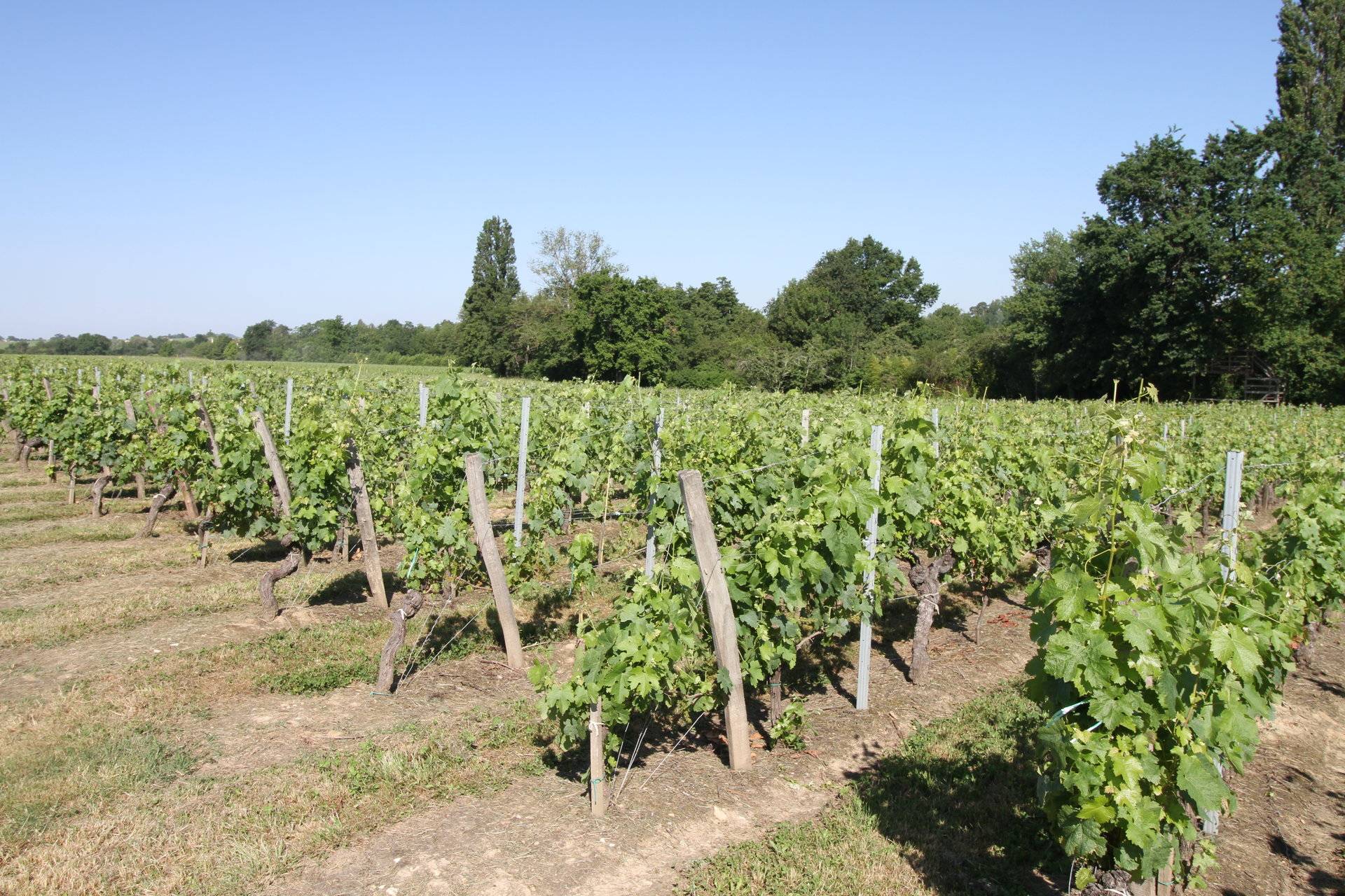 Achat d'une Propriété viticole avec belle girondine à SAINT-ÉMILION