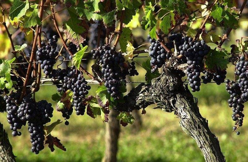Propriété viticole - Libournais
