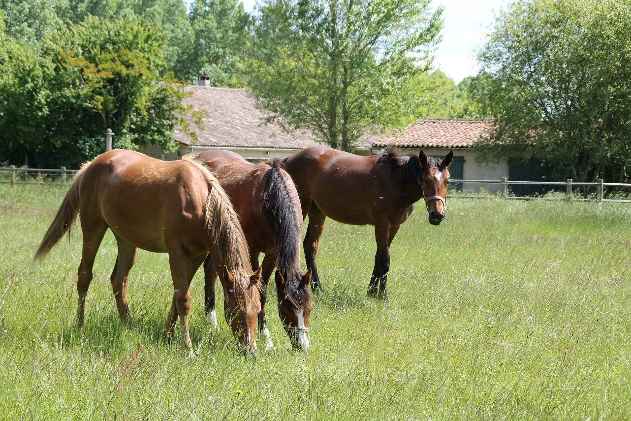 Ferme équestre à vendre à 40 minutes de Bordeaux - proche Bazas