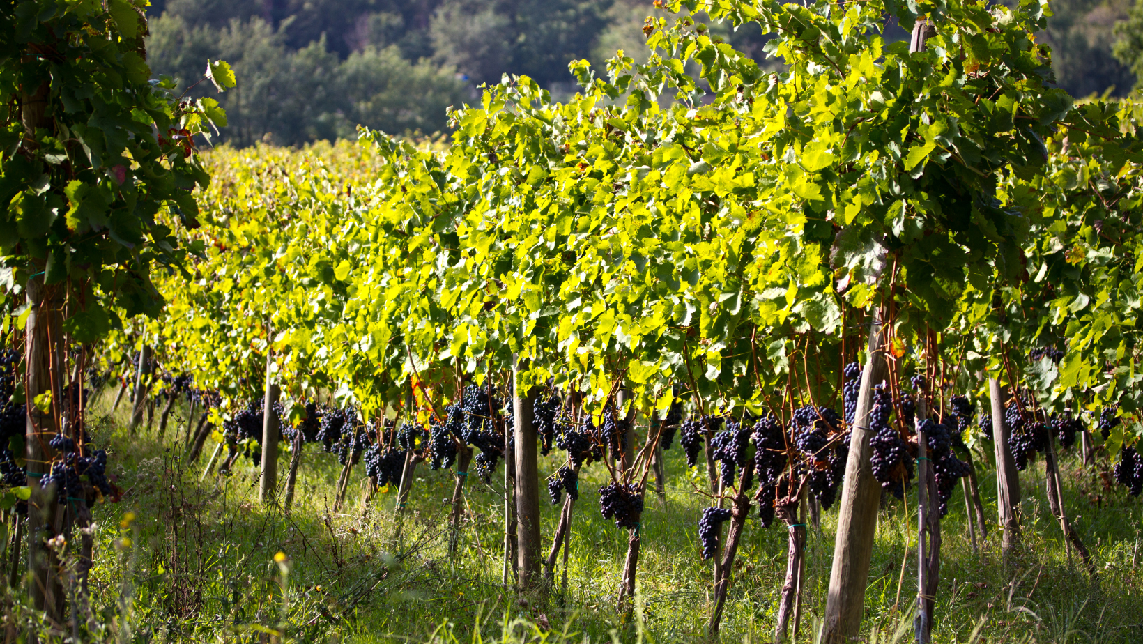 Comment évaluer son domaine viticole en Gironde ?