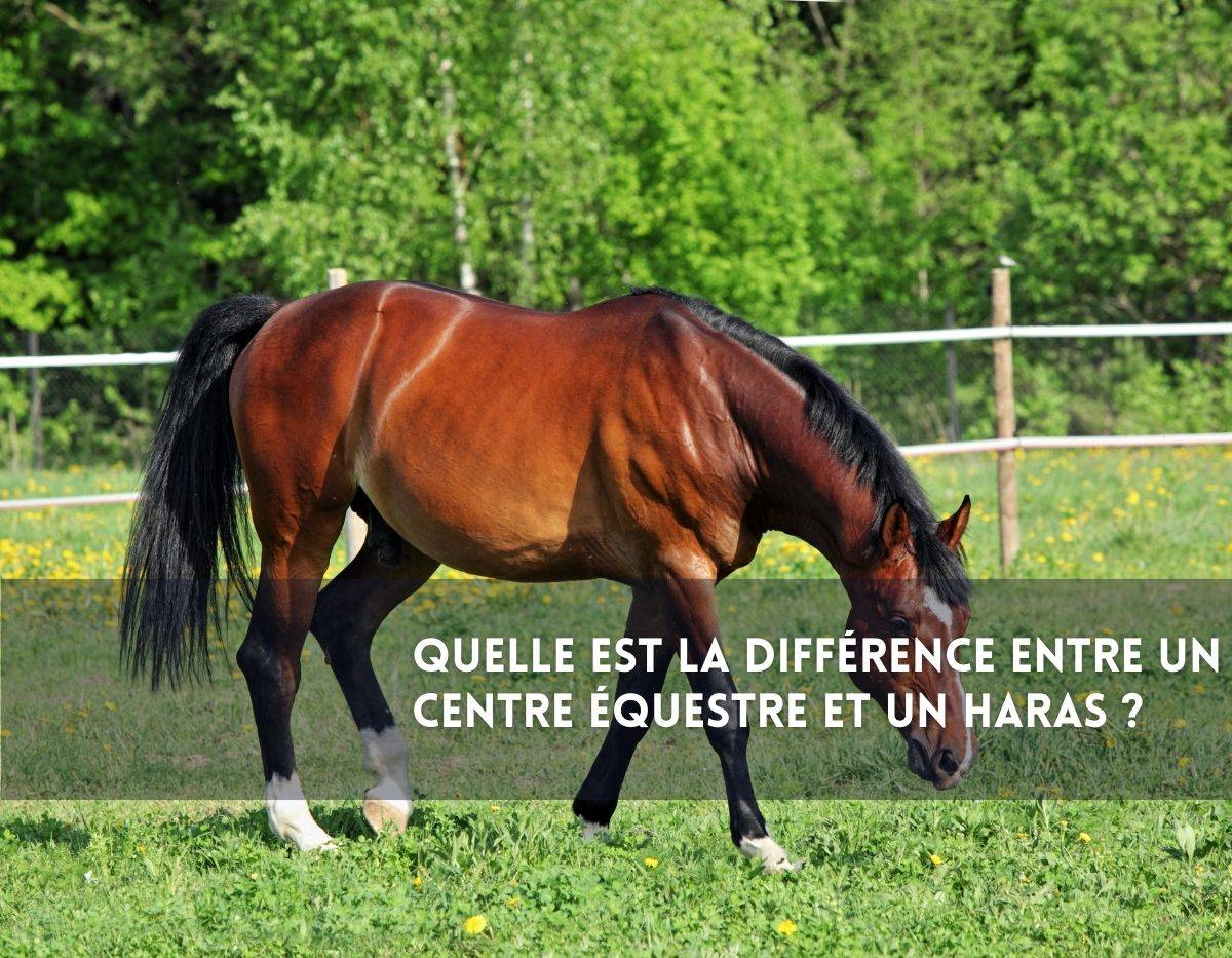 Quelle est la différence entre un centre équestre et un haras  ?